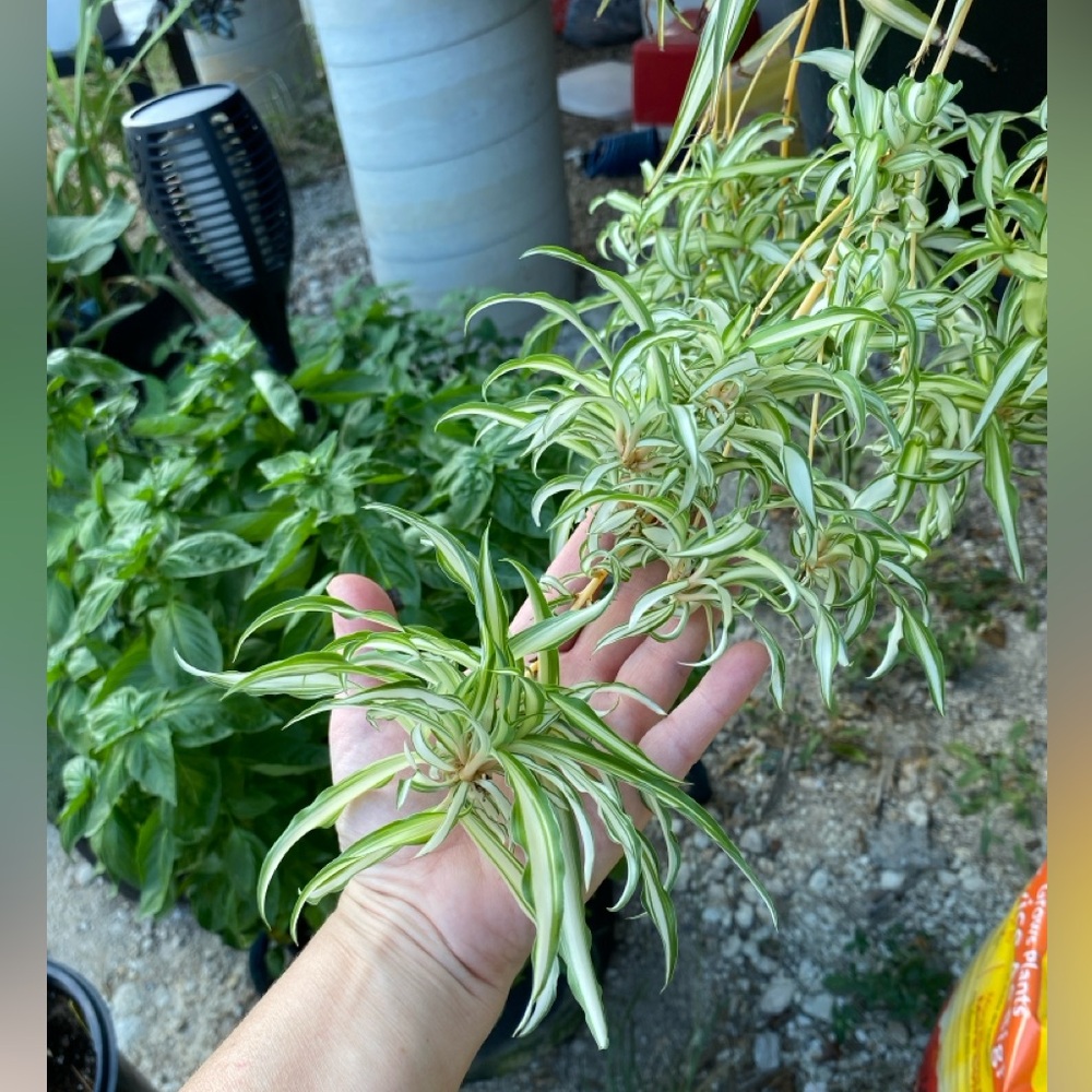 Variegated Spider Plant Babies: 6 (SIX)
